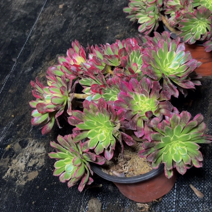 735多肉植物一物一拍