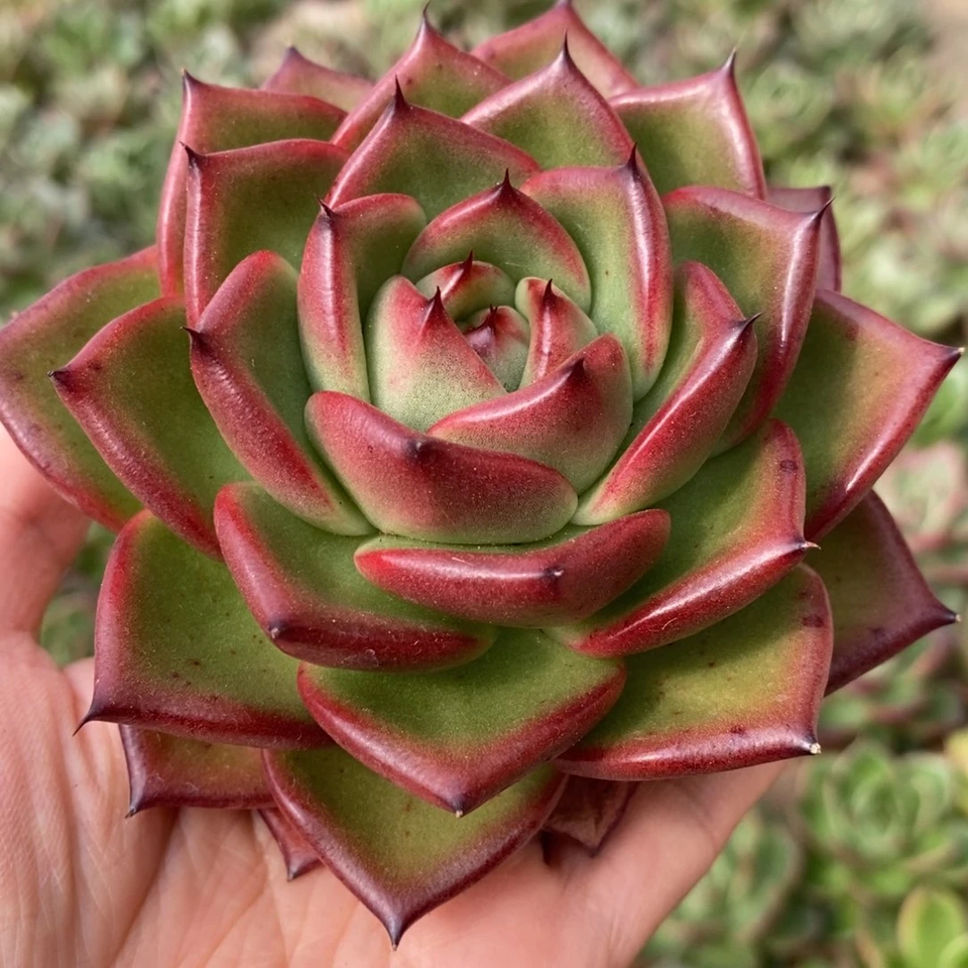 无花朵343 号东云系多肉