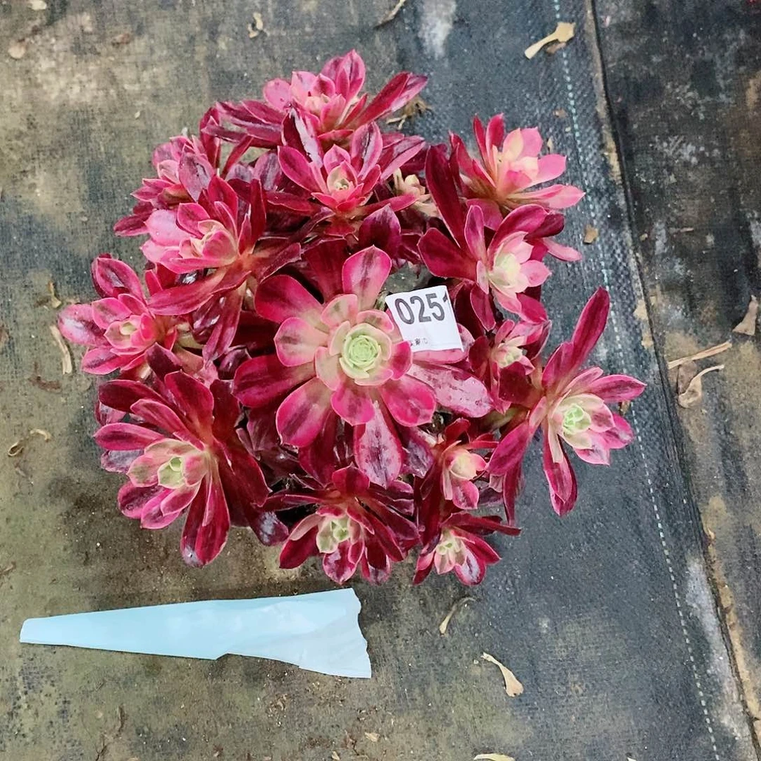 白婚纱251多肉1111