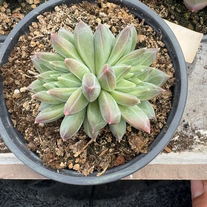 美人杂交 一物一拍