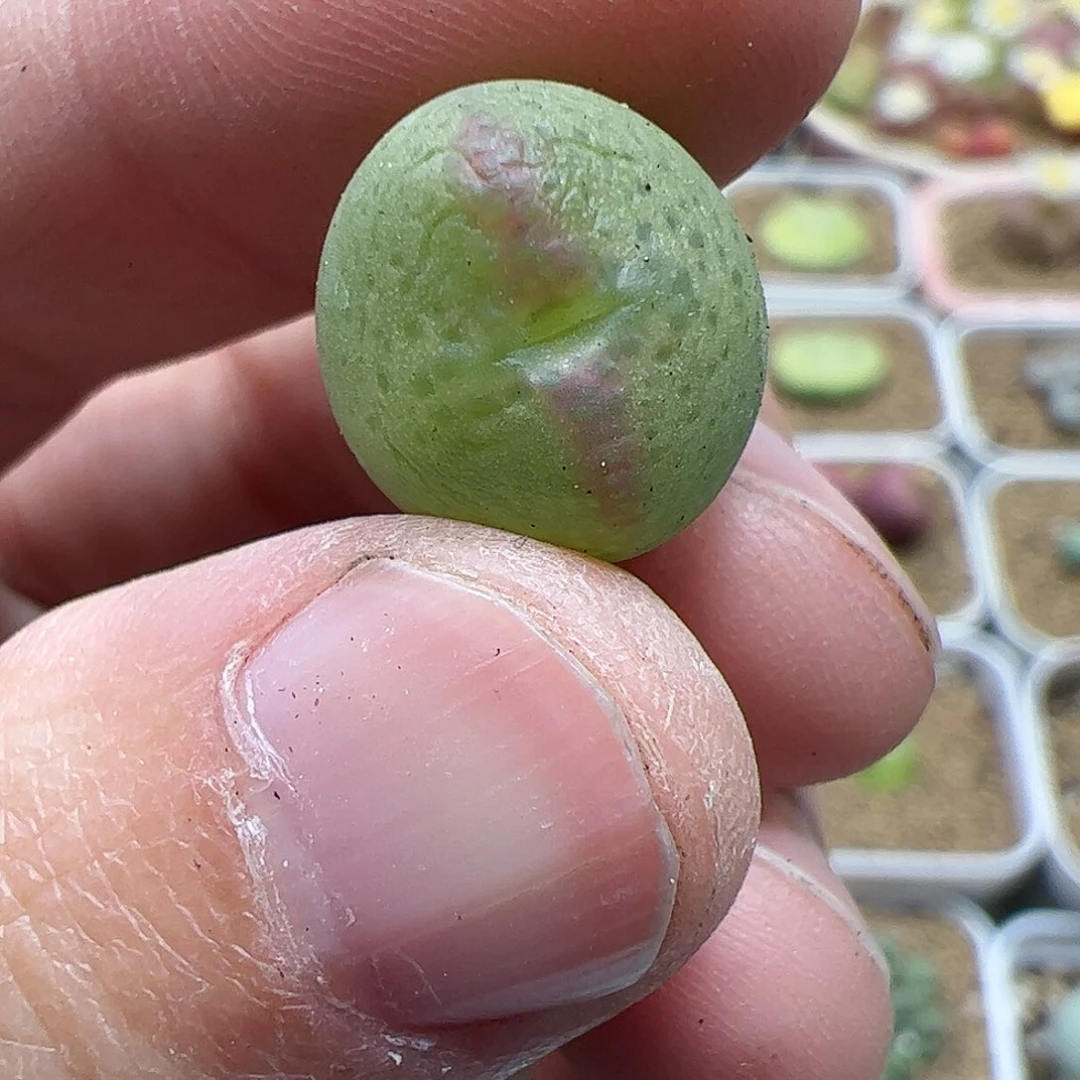 【闪购商品】380 双11福利