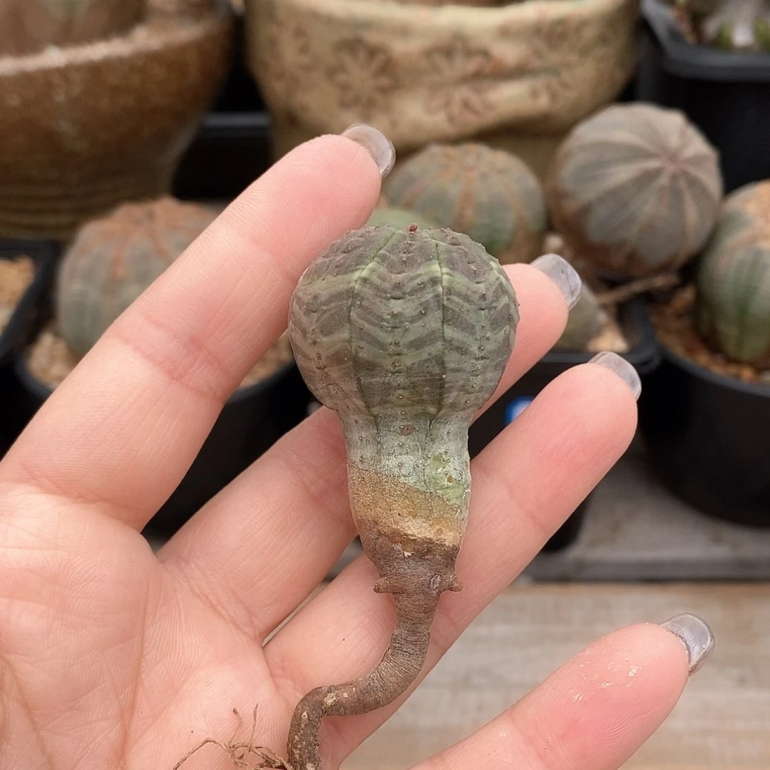 欧系实生布纹球多肉