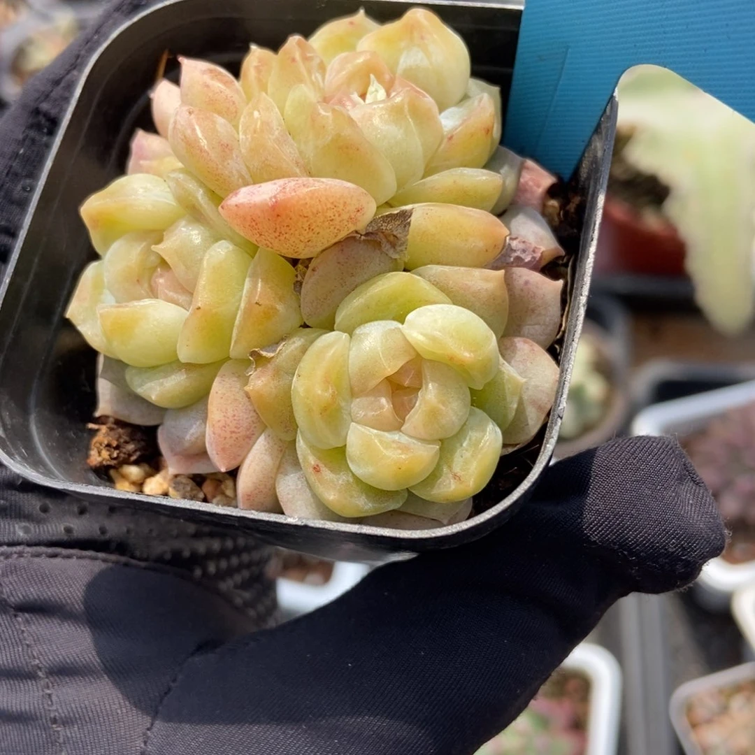 19泡影多肉植物保护