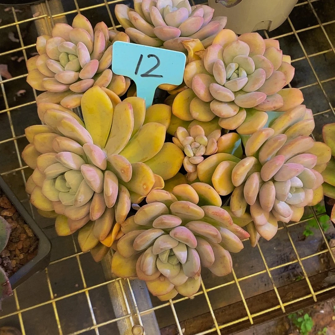 可***丽白露12。