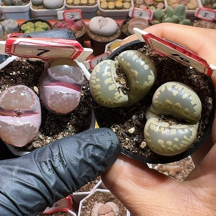 ?**h生石花111111。 217