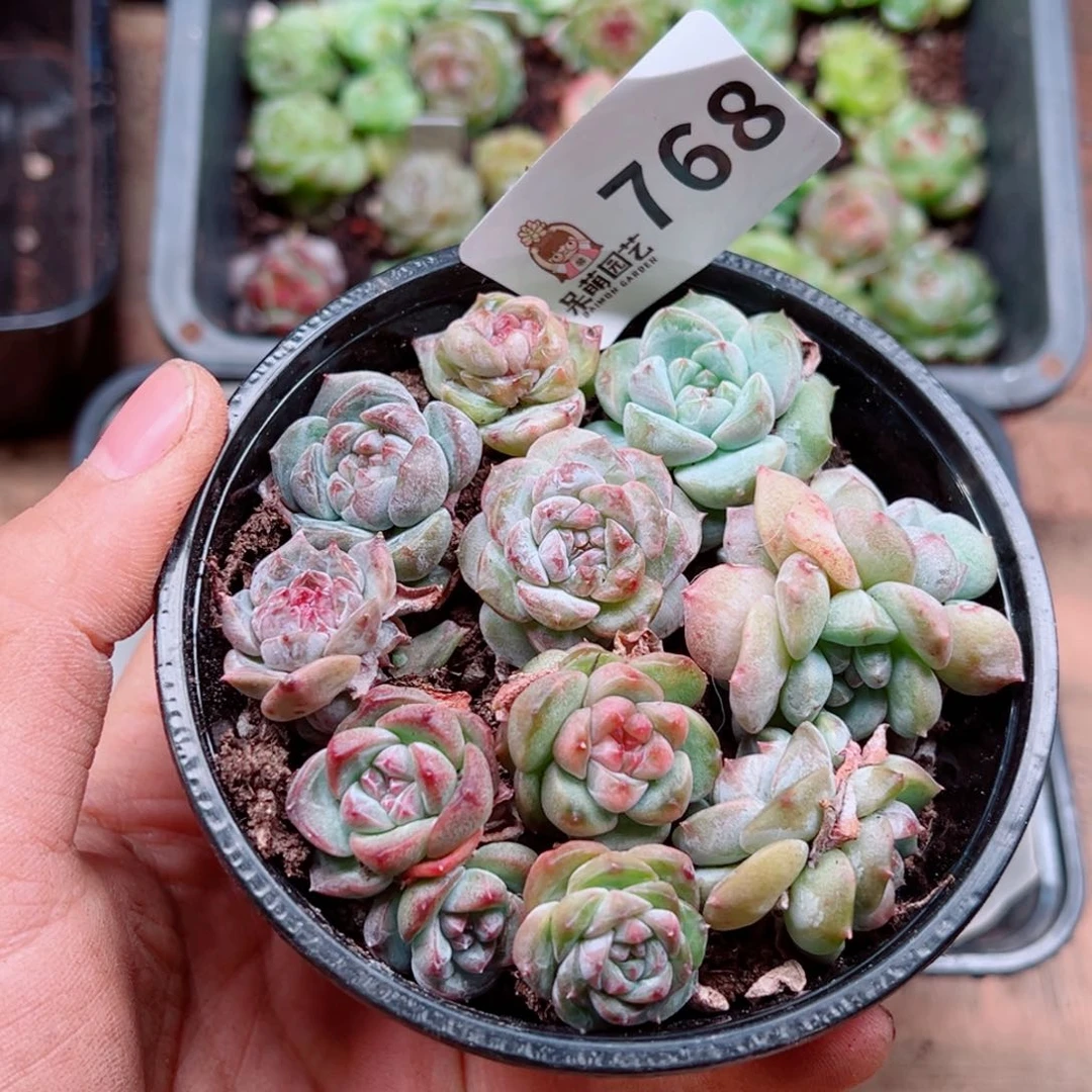 多肉植物多肉植物