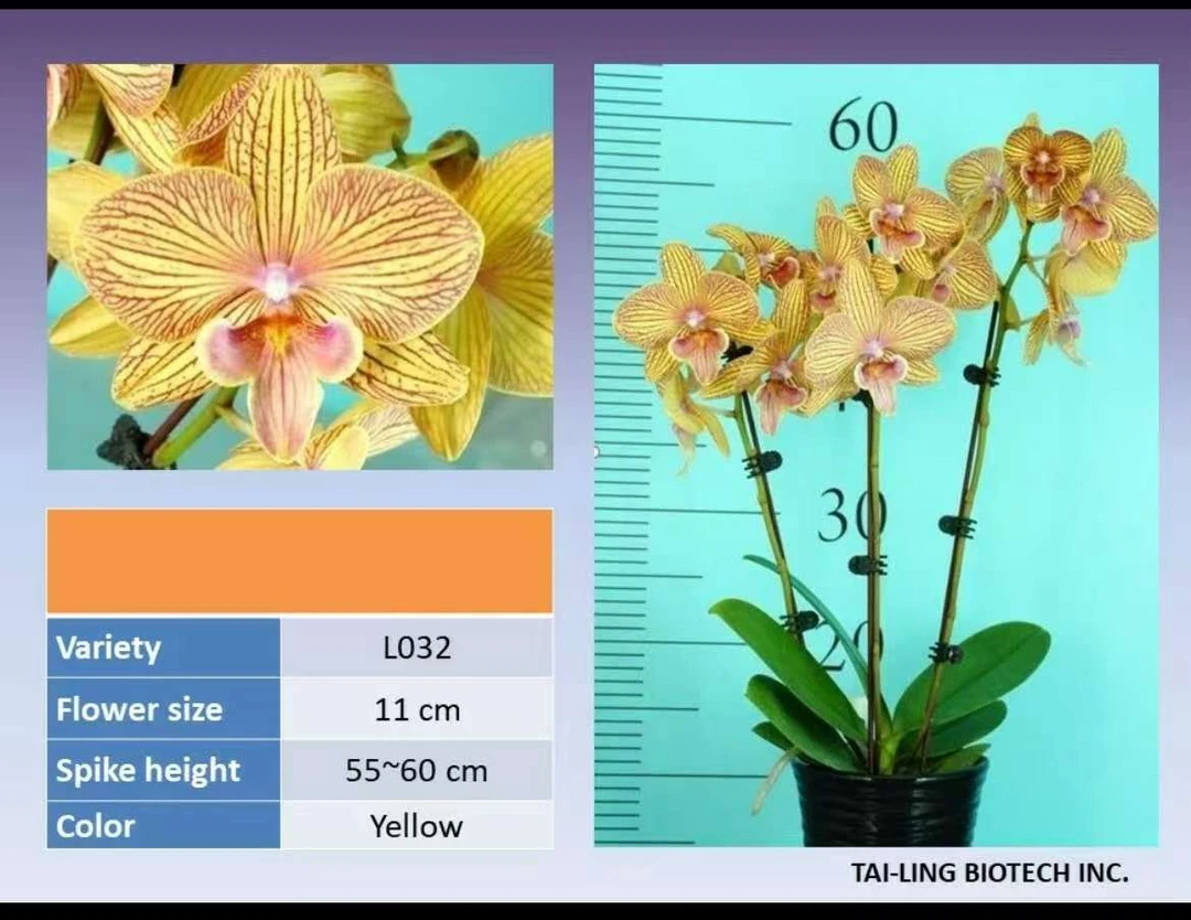 湾湾货柜新品 （代号—L032）蝴蝶兰3.5原平杯成熟苗 大陆独一家售卖
