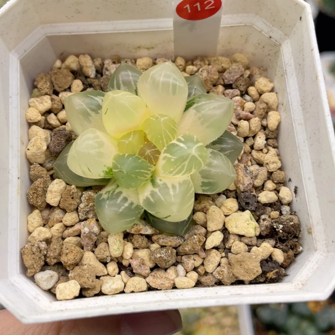 小蔡的菜园 112 om锦