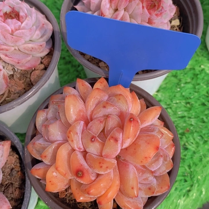 多肉植物，开心多肉