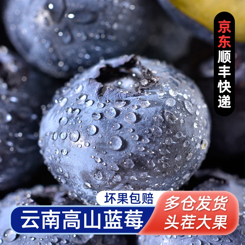 果逍园云南高山蓝莓 脆甜可口 新鲜当季水果15-22mm