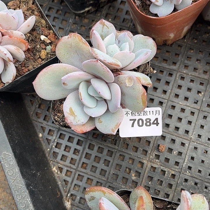 阿雅园艺。         7084奶茶