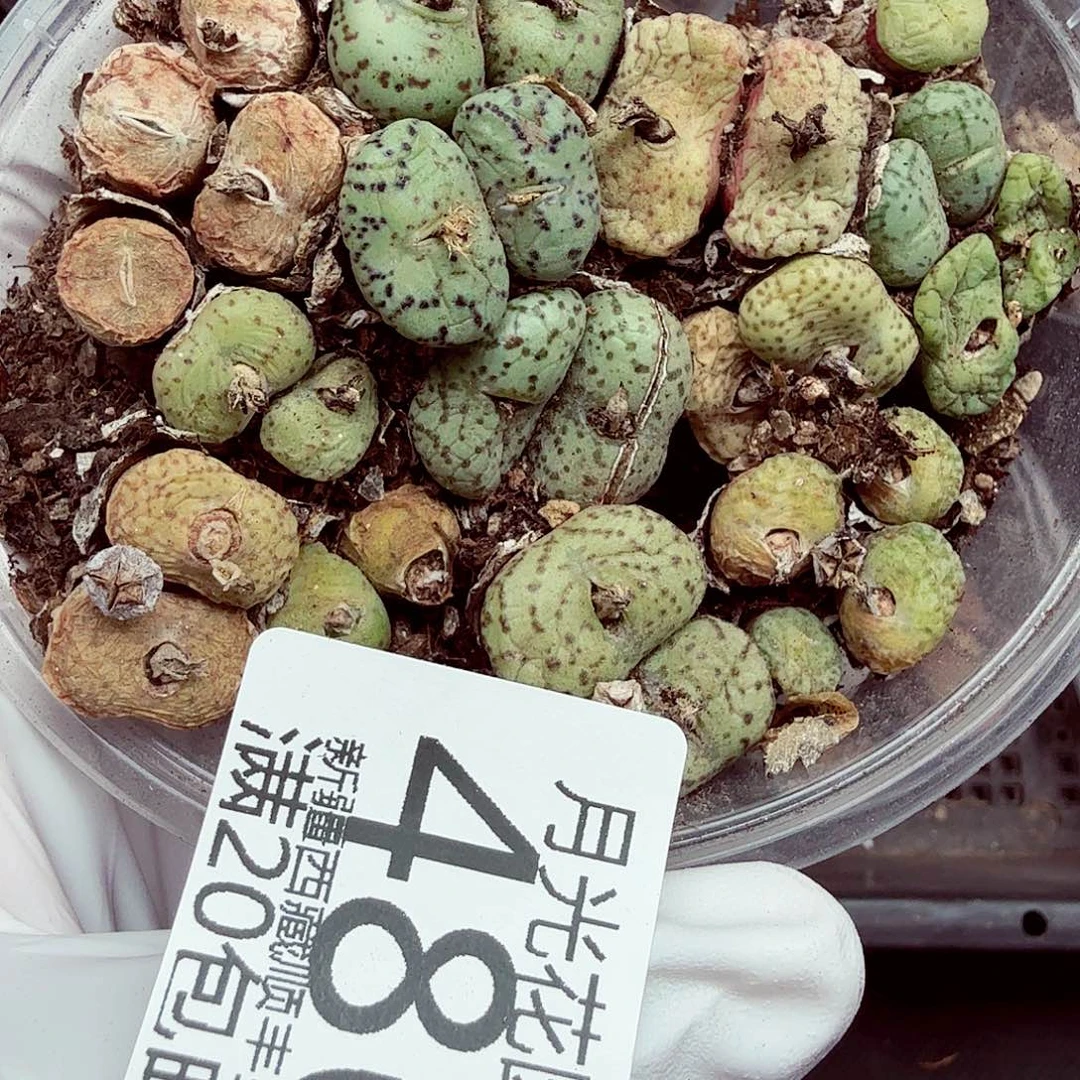 我们一起期待着这486