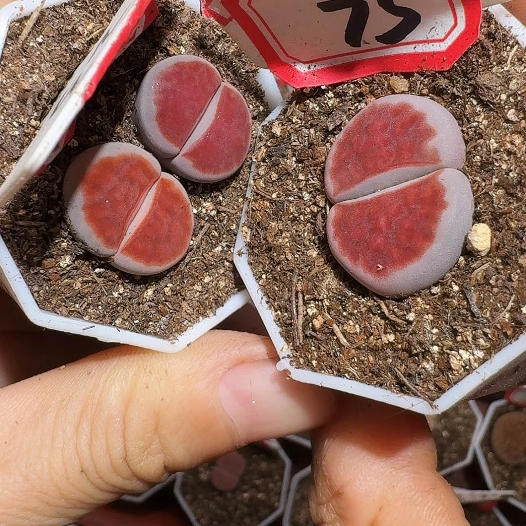 豆***豆生石花11111111。    313