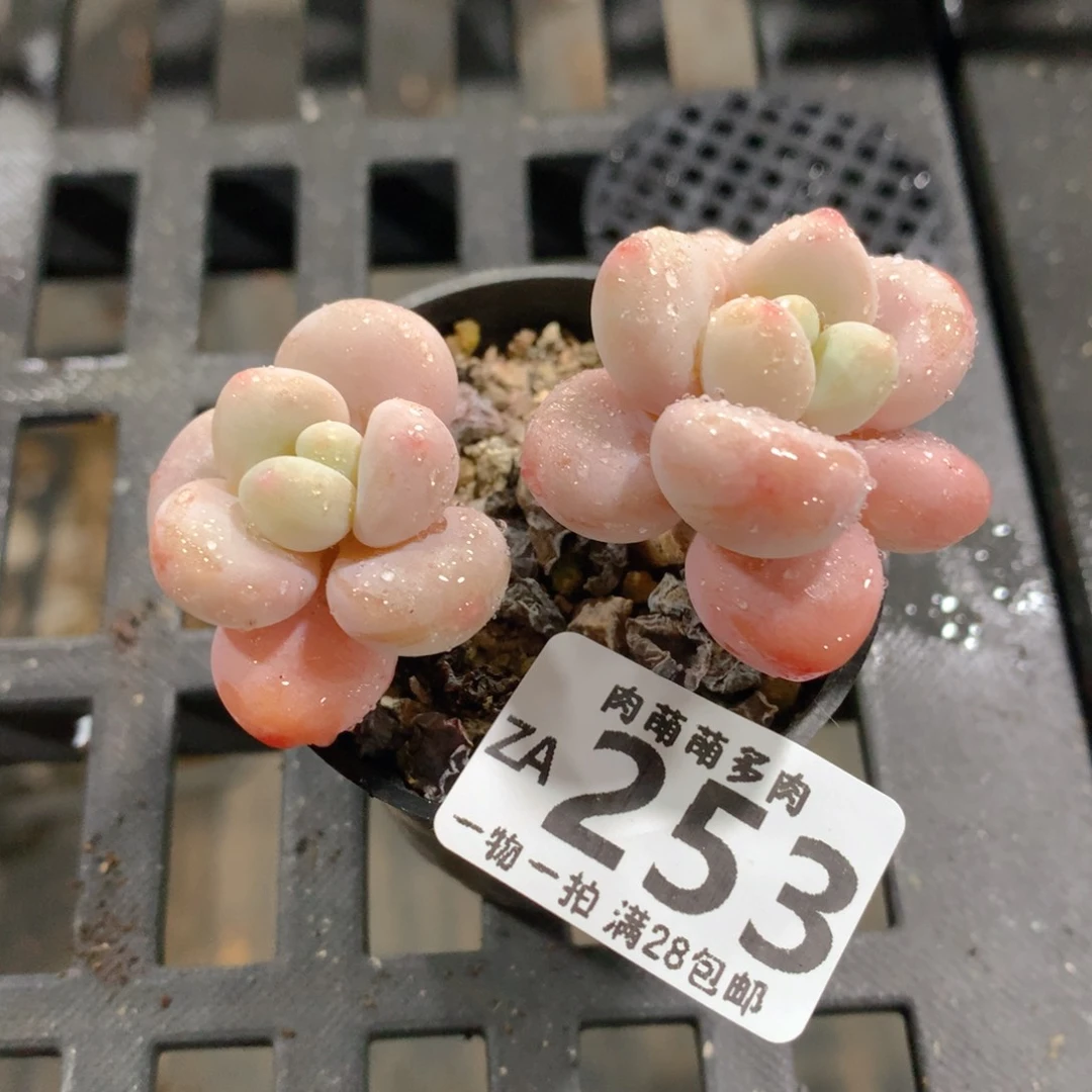 肉萌萌拇指盆精控多肉ZA253