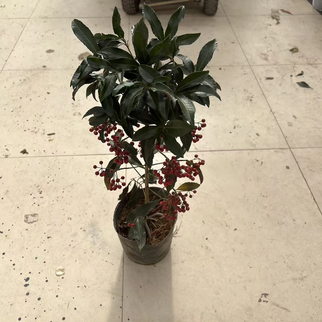 福利富贵籽盆栽果不多（会有轻微掉果哦）