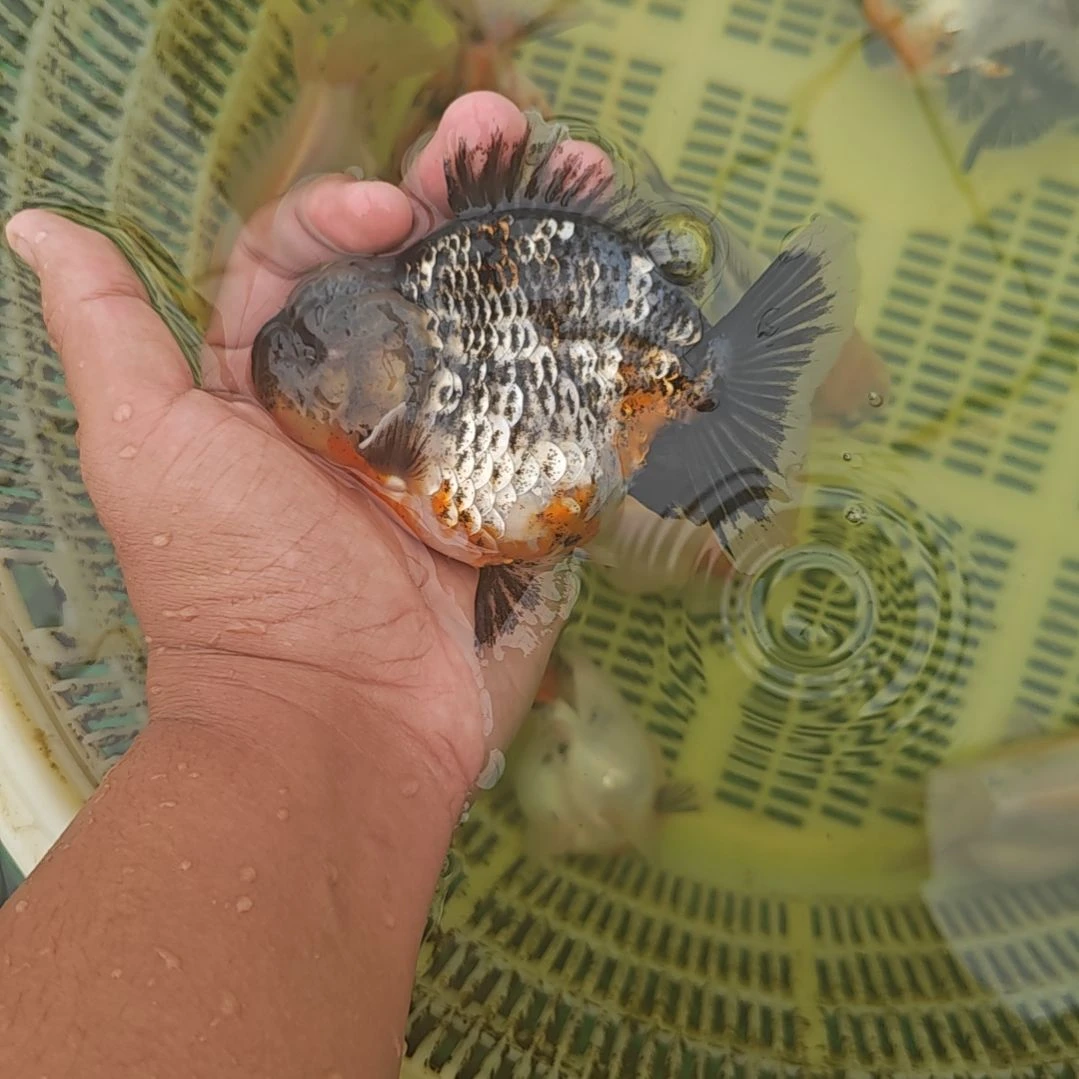 黑麒麟泰狮金鱼将军