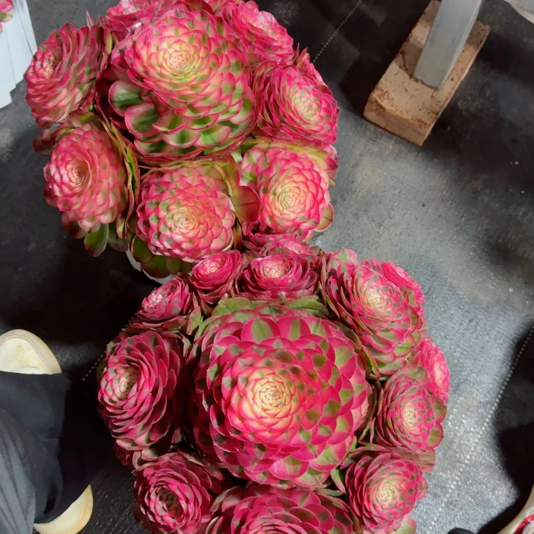 小****园多肉植物发货发货