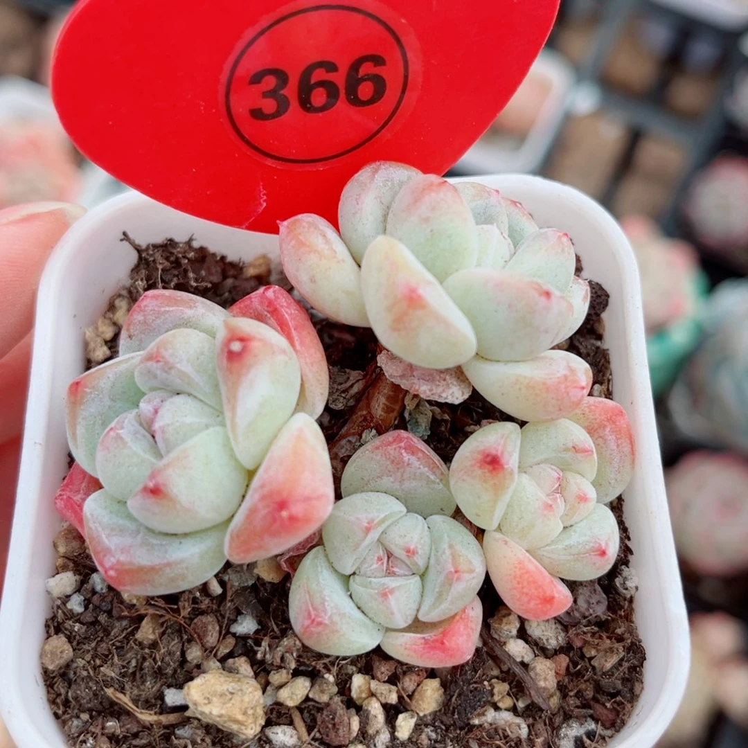 366号小老桩冰玉群