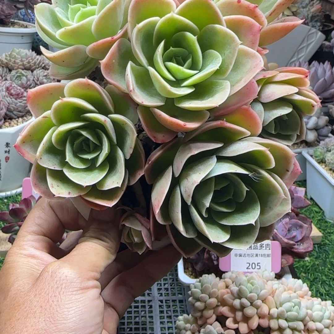 锦安精品多肉植物206