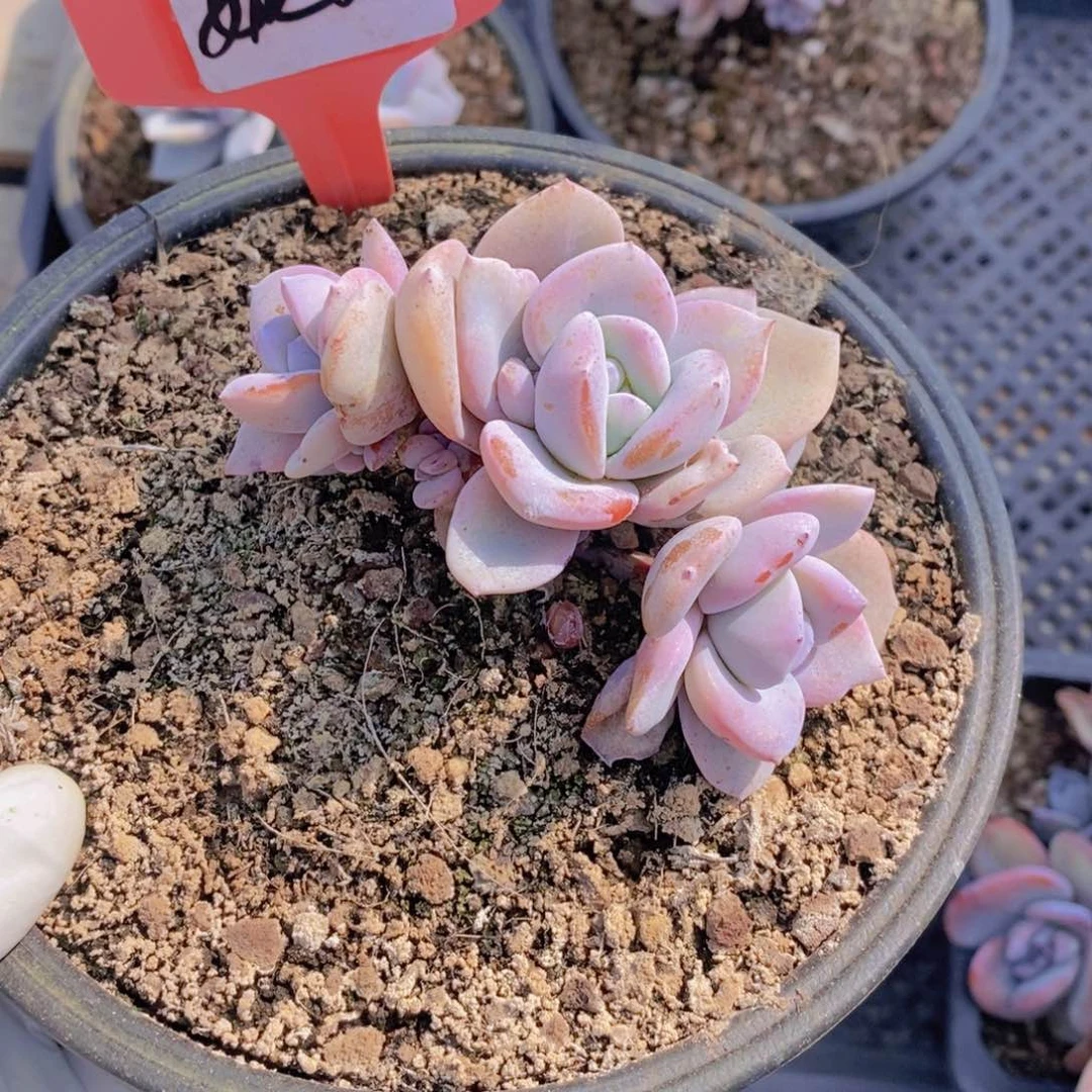 妮*姐88奶茶多肉植物11111