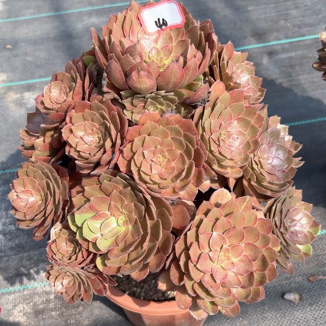 无花朵40万灰多肉植物