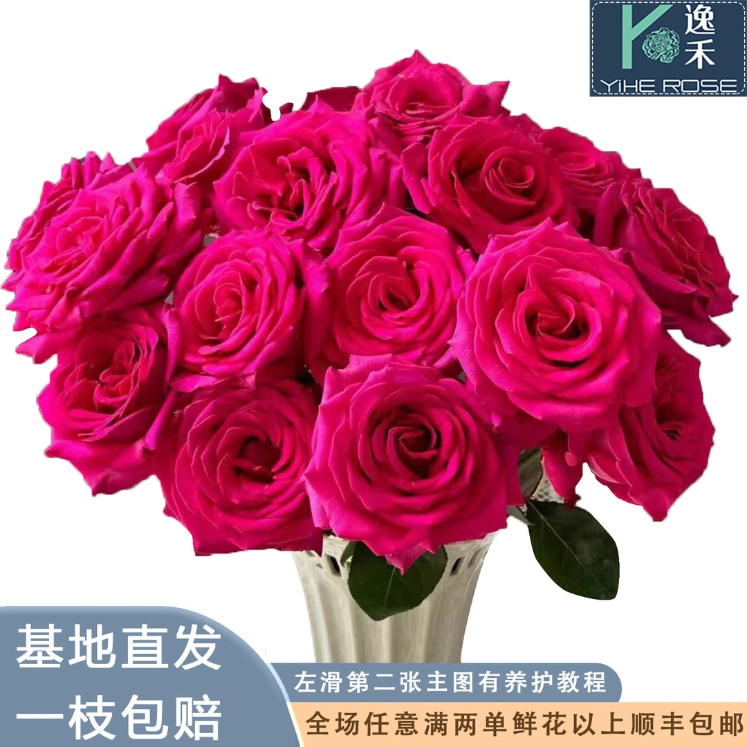 逸禾基地弗洛伊德单头玫瑰鲜花基地直采直发2单顺丰包邮