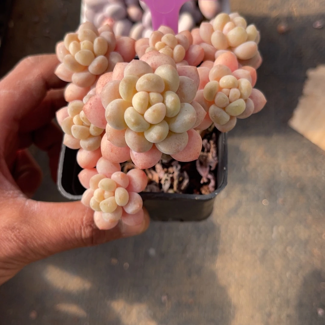 云尘多肉一物一拍849