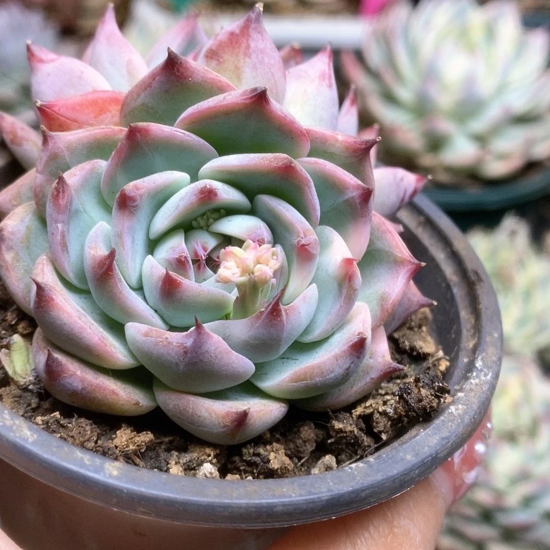 151锦锦锦锦锦锦锦