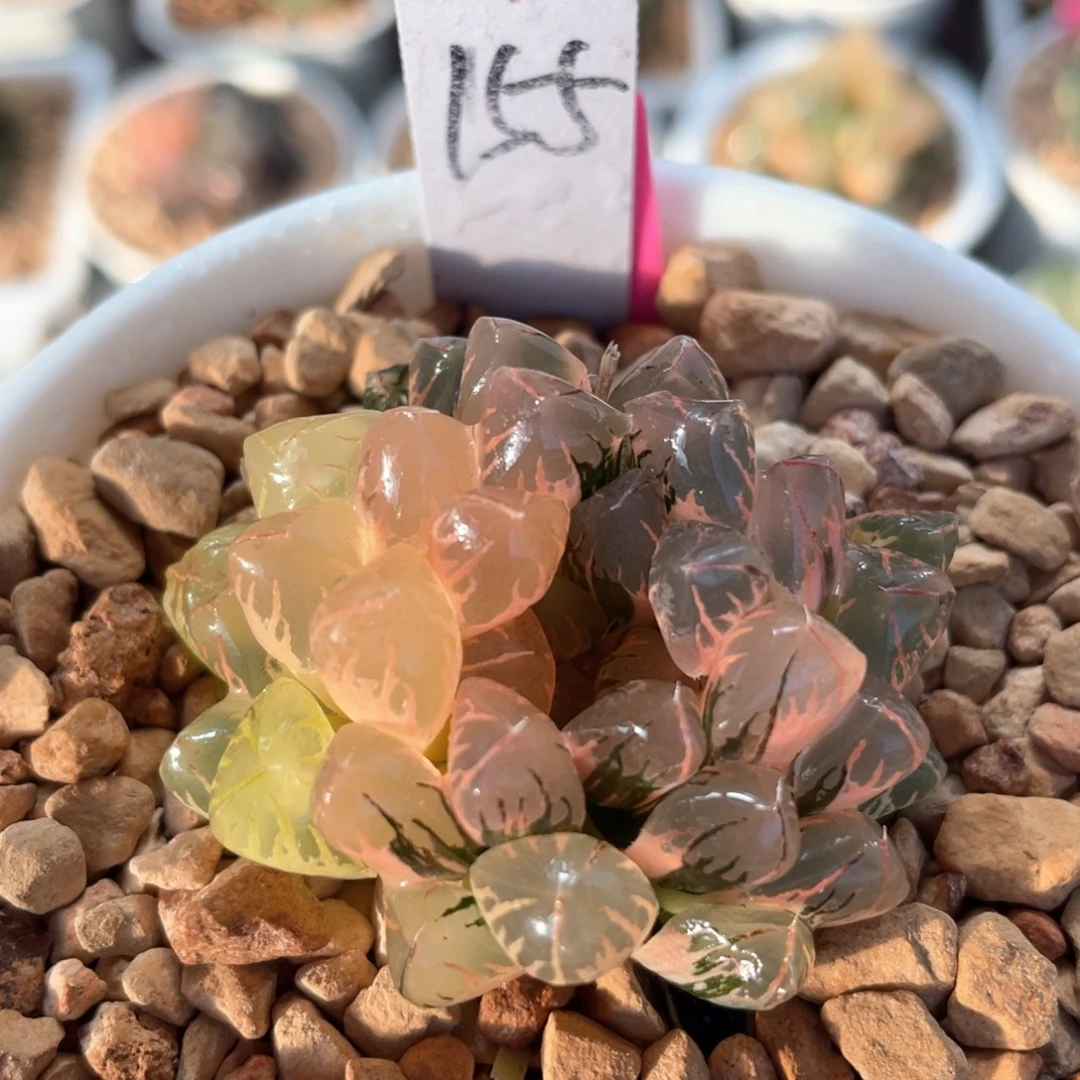 155灵犀玉露锦。
