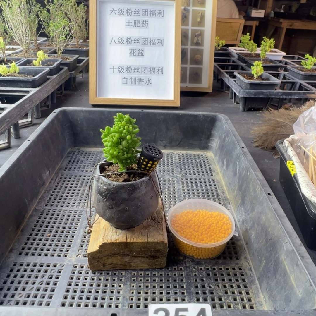枝干番杏多肉植物254乐