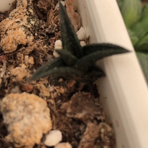 尼古拉硬叶小尼古拉