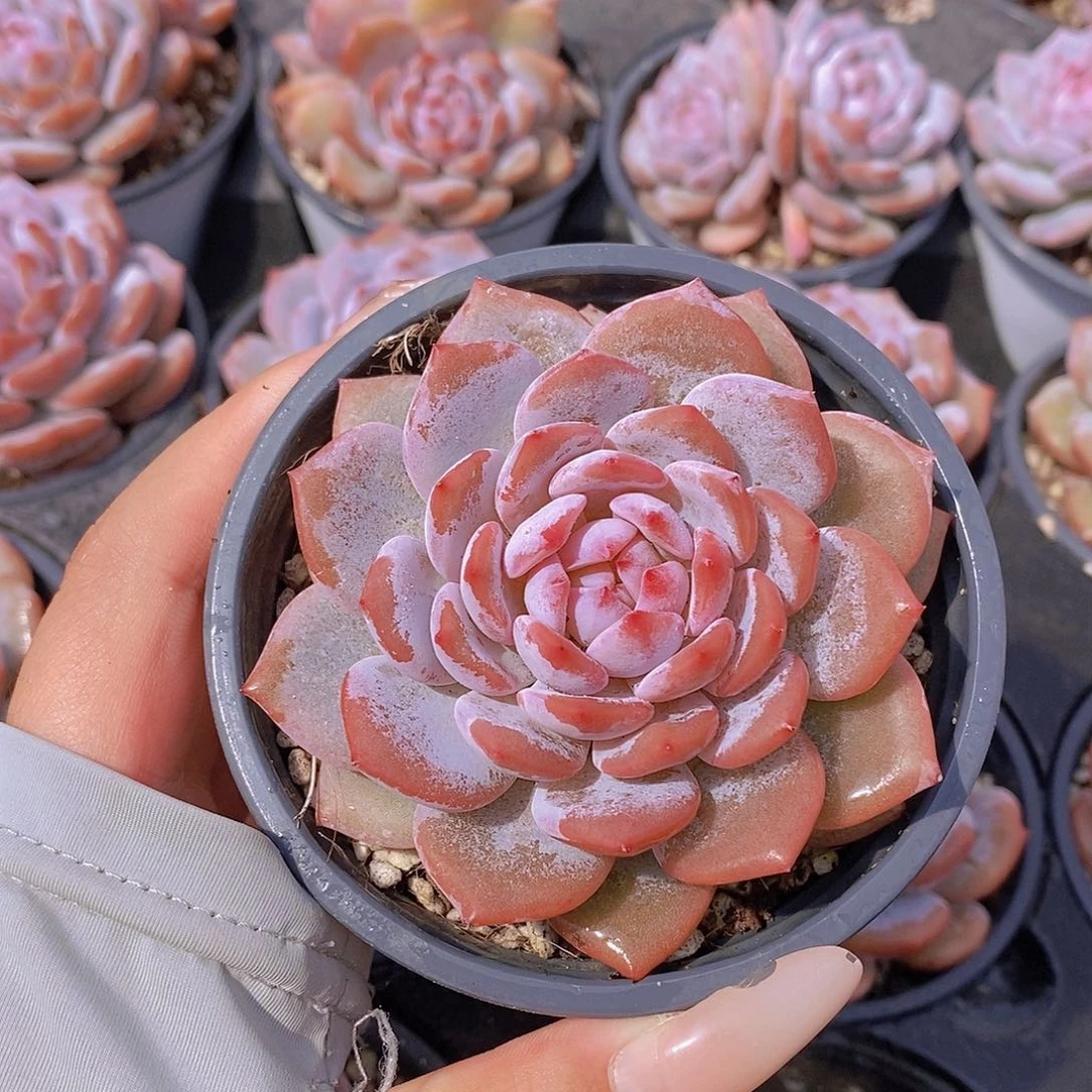 量拍25号-星星橙单头福利一颗量拍