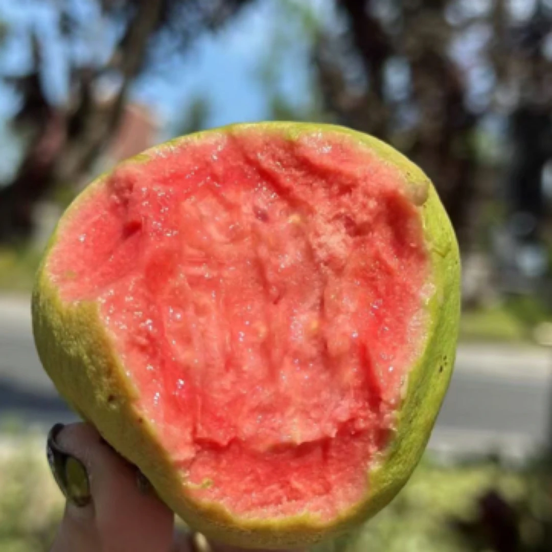 草莓芭乐（盒）