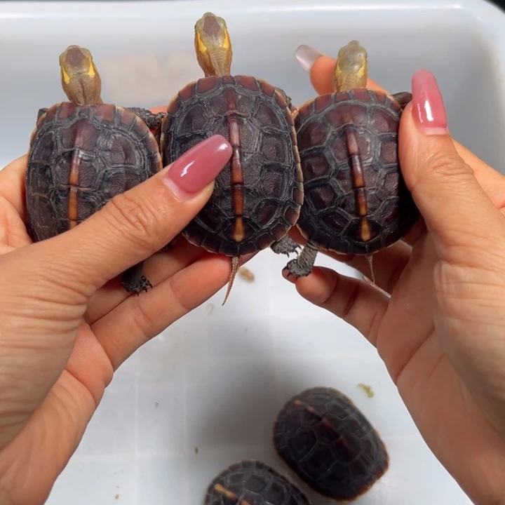 默***宠物龟母现货现发