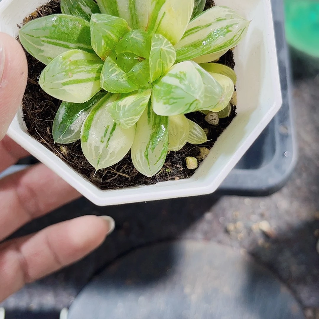 玉露锦新手好养的