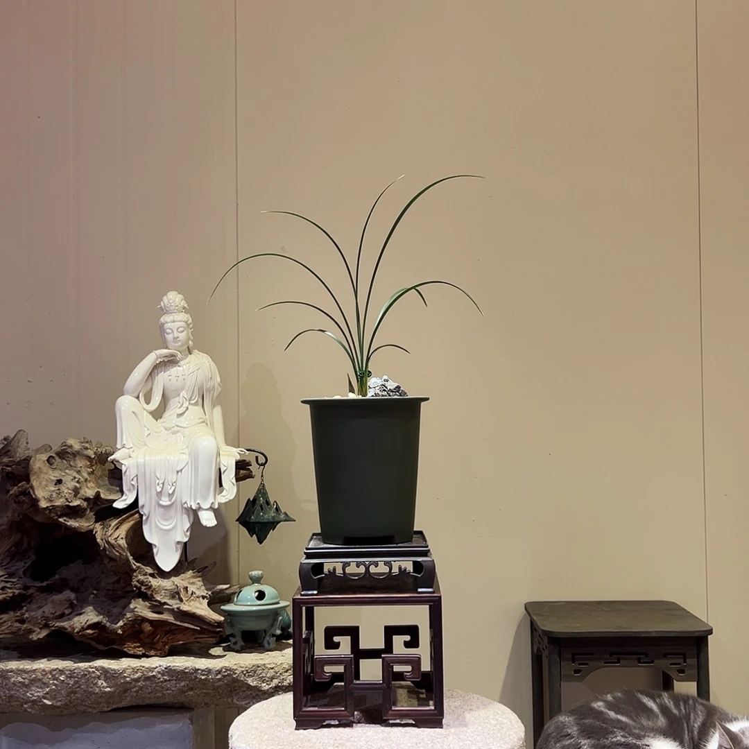 大部分花苞少量开放黄金奇艳