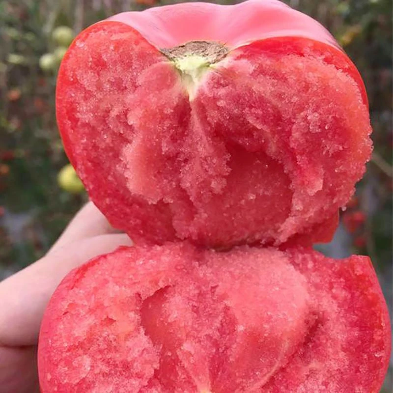 籽种拍三送一 粉冠番茄西红柿种籽贼不偷绿皮西红柿四季蔬菜种子