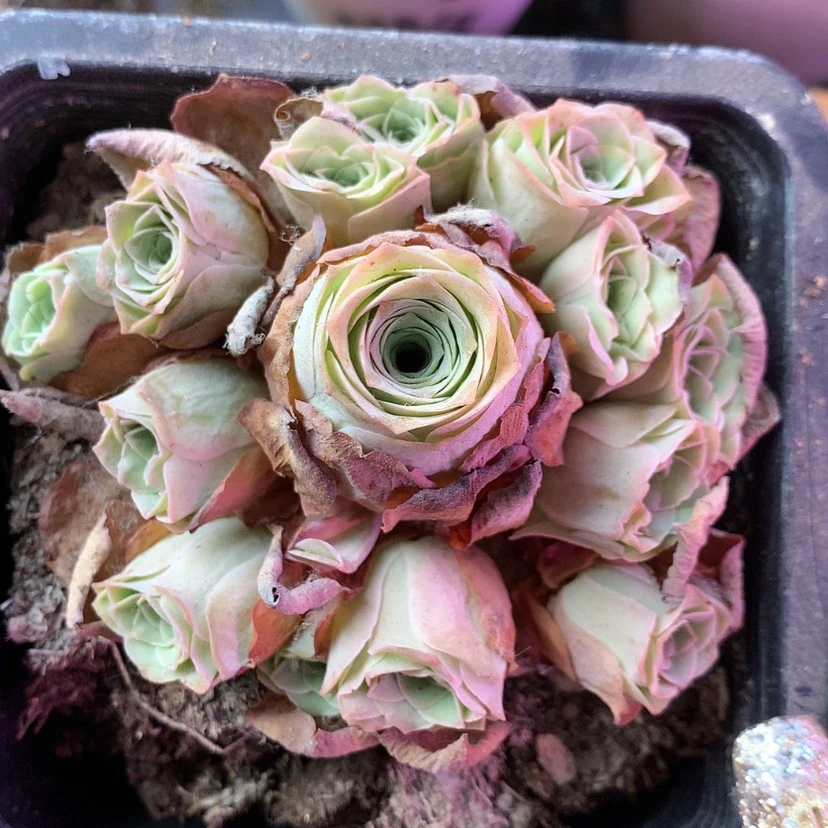 【闪购商品】锦绣238