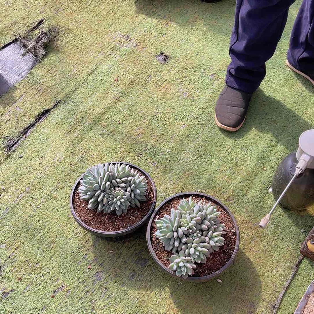 ?*然多肉天使之痕安然