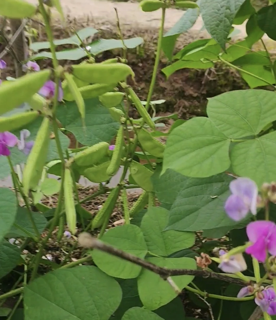 【福利】湖南大山里露天种植农家菜农家肥灌井水辣椒/富瓜
