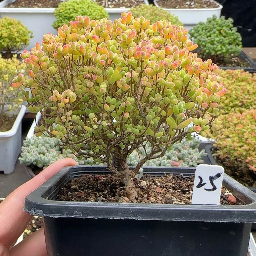 蜜橘糖球一物一拍