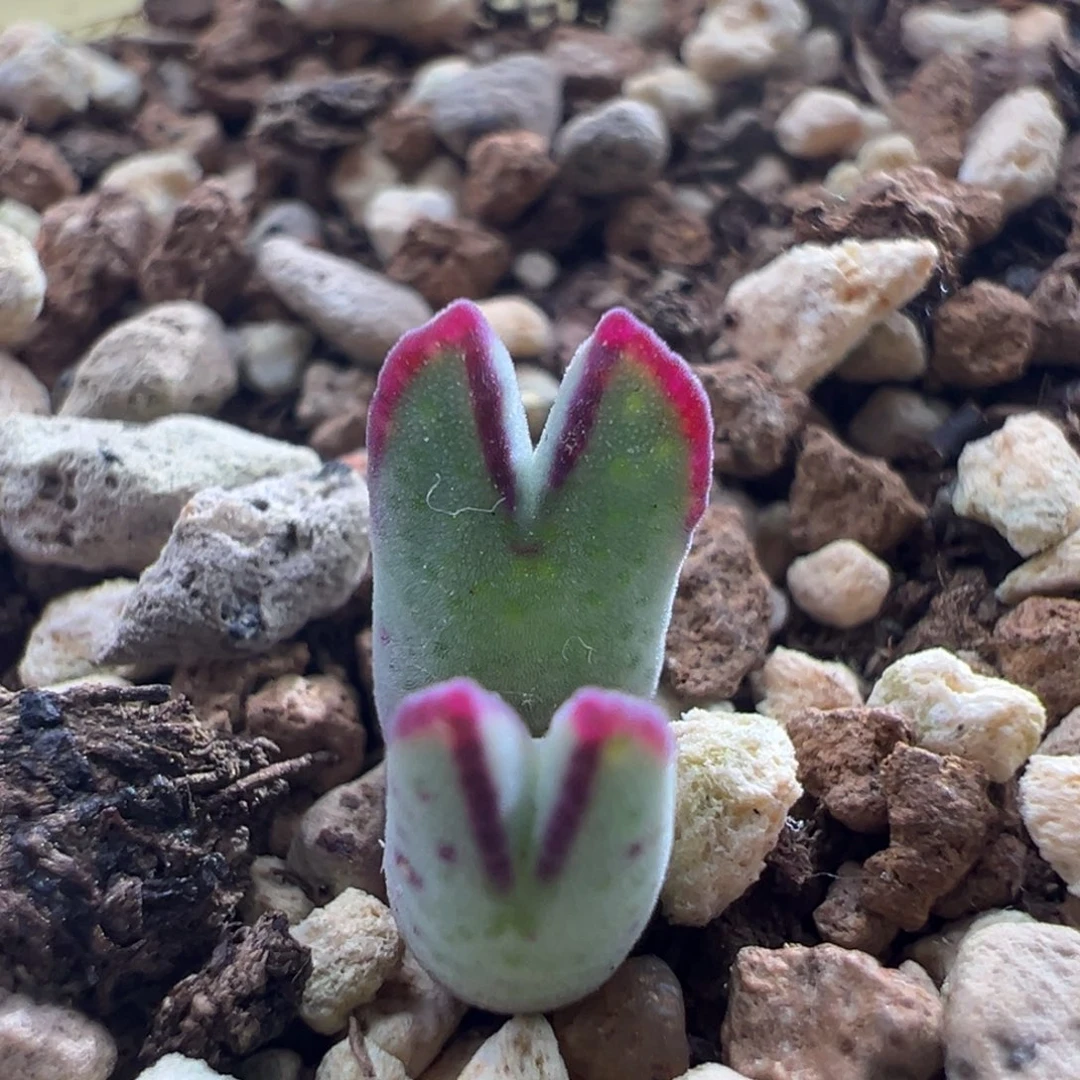 499/985烟熏猪蹄。粗红边边折后价