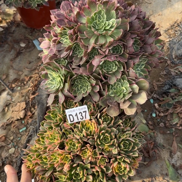 137号2颗……多肉植物……