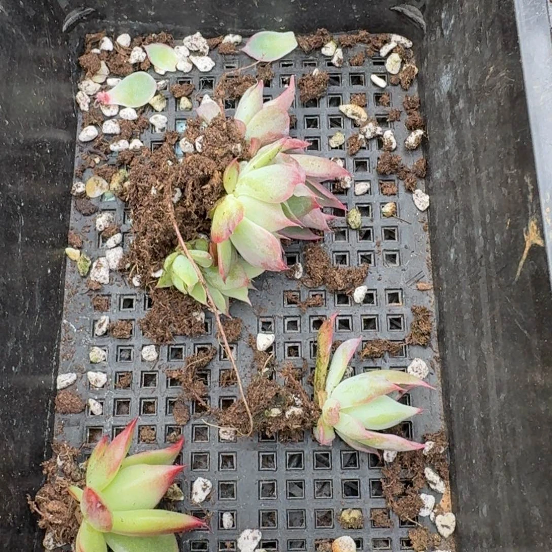 多肉阿胶一物一拍24-52