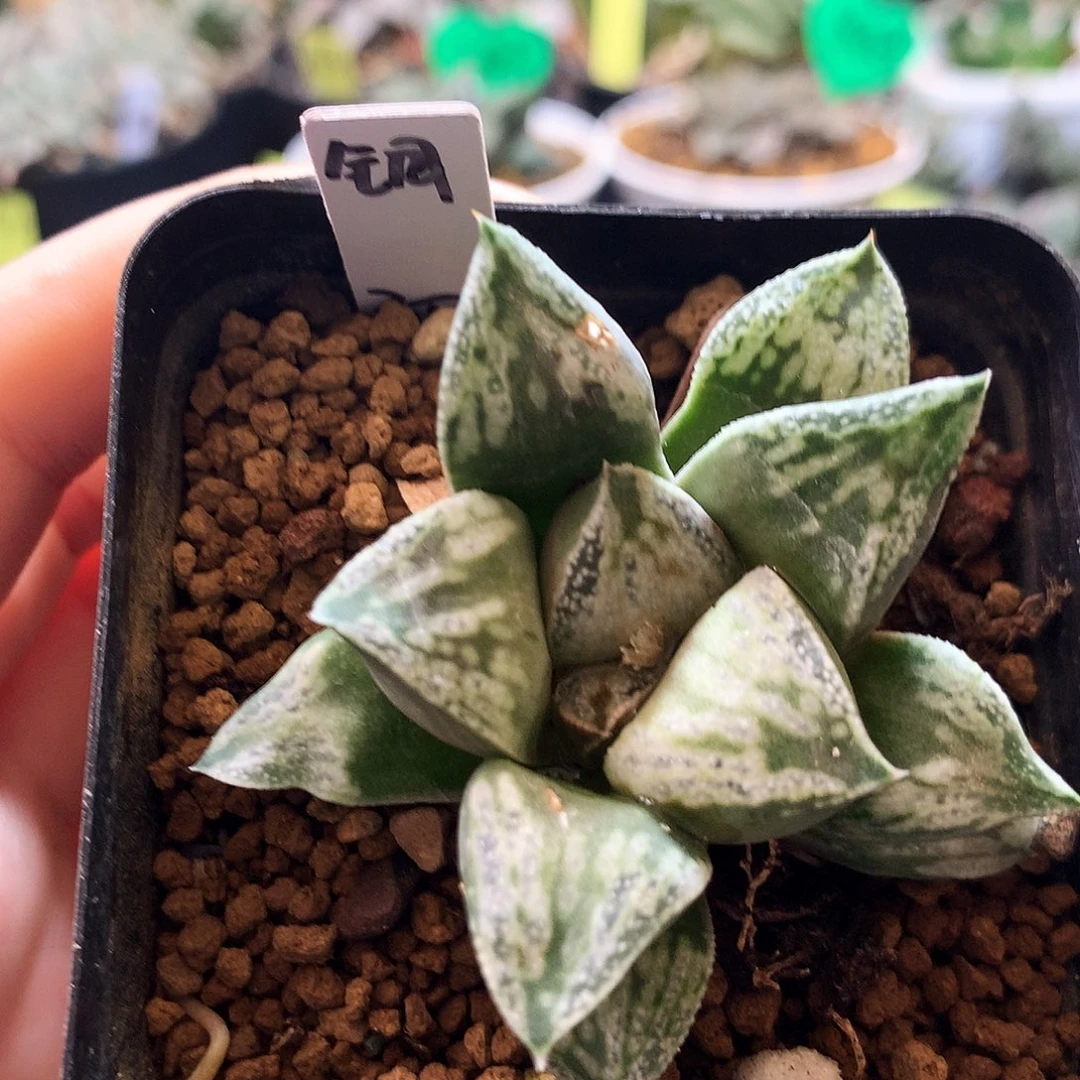 铜雀台，一物一拍，带盆带土