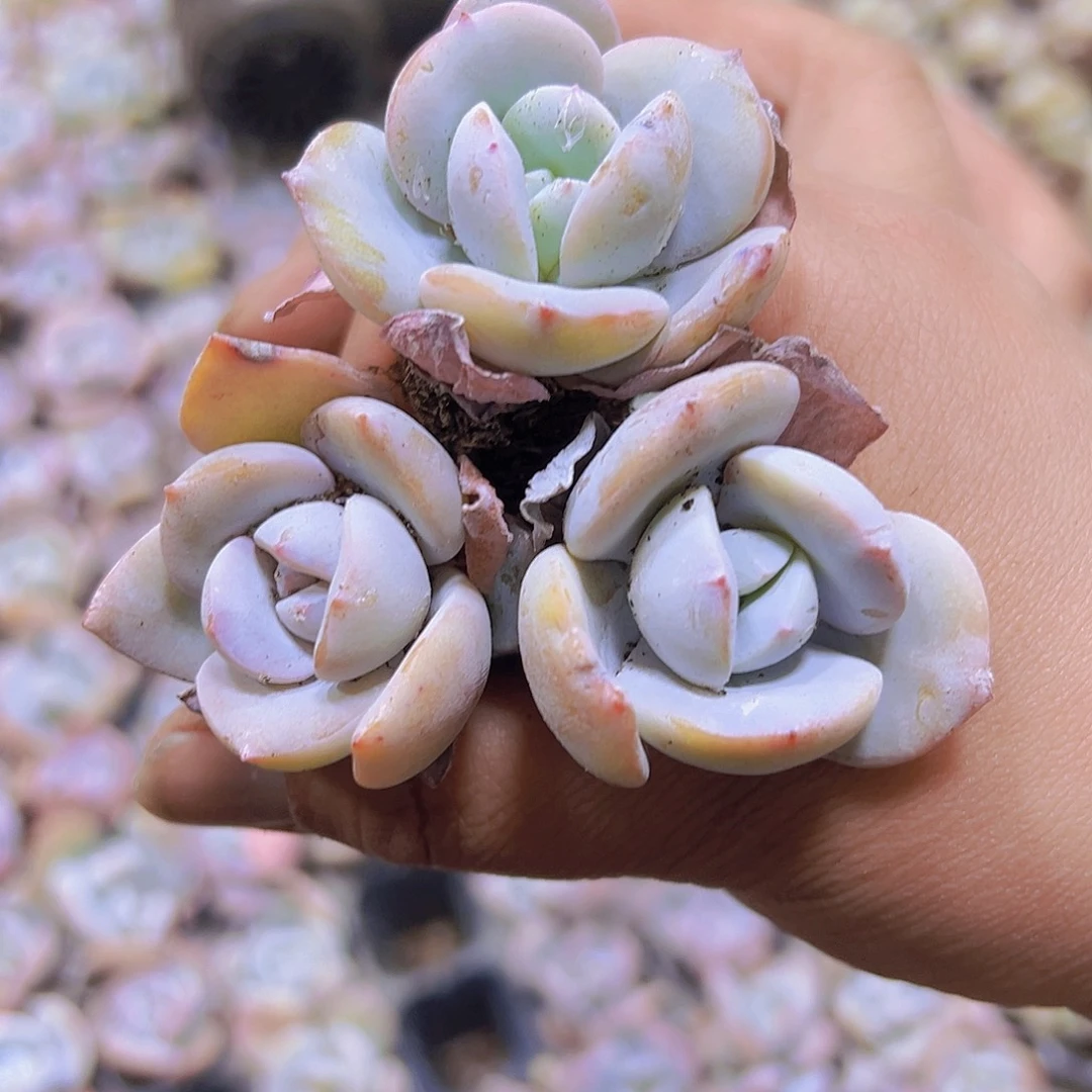 穴盘老奶茶3个19包邮