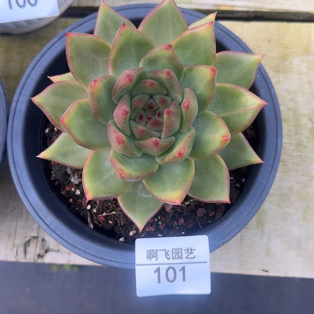 七****101多肉 多肉法师