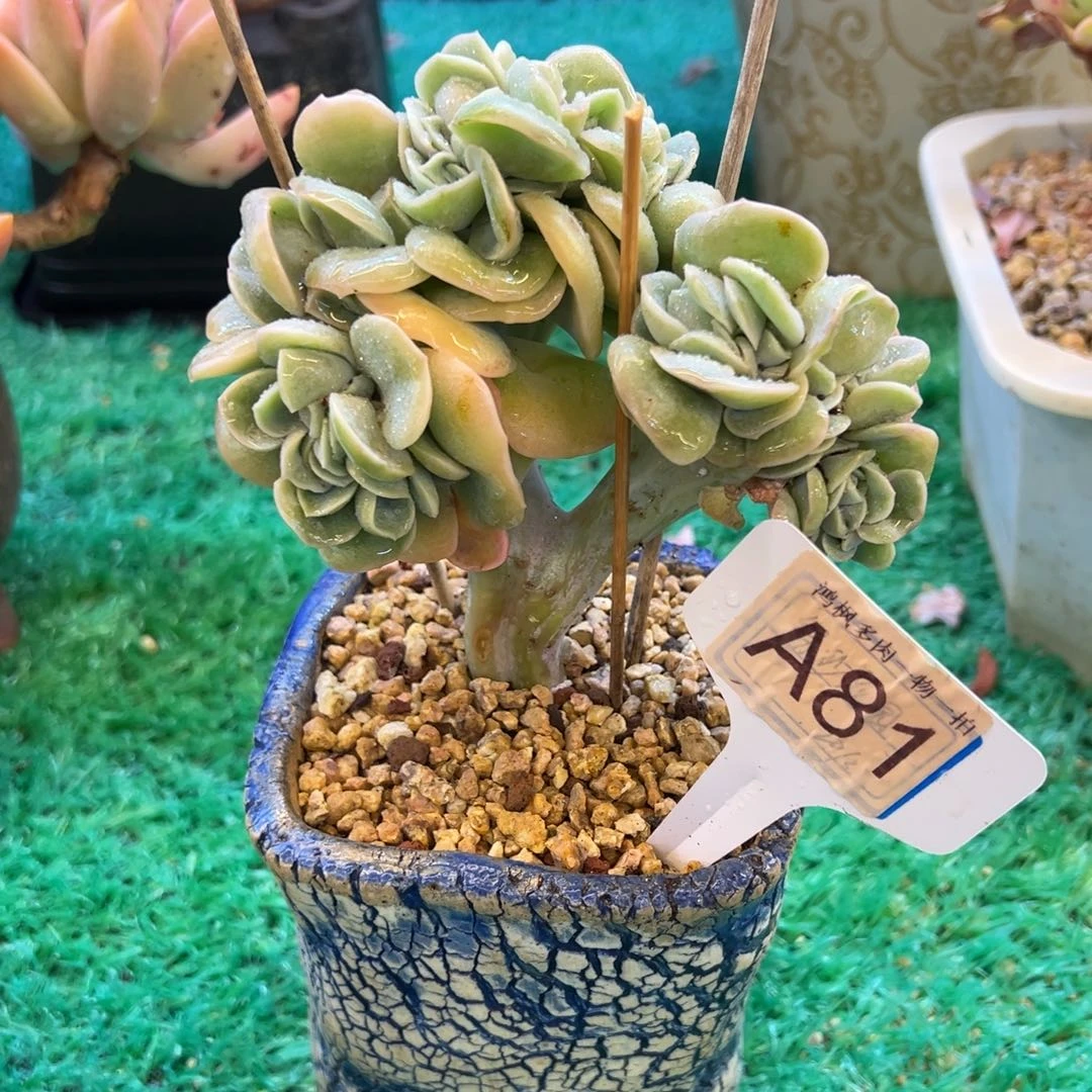 无花朵可爱玫瑰缀，，，，，，，，，，，，，，，