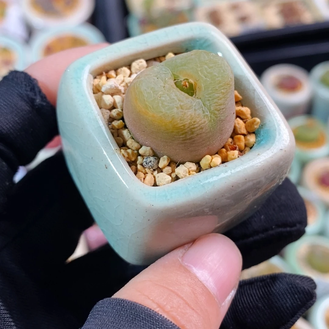 菜***毛2391-一物一拍带盆