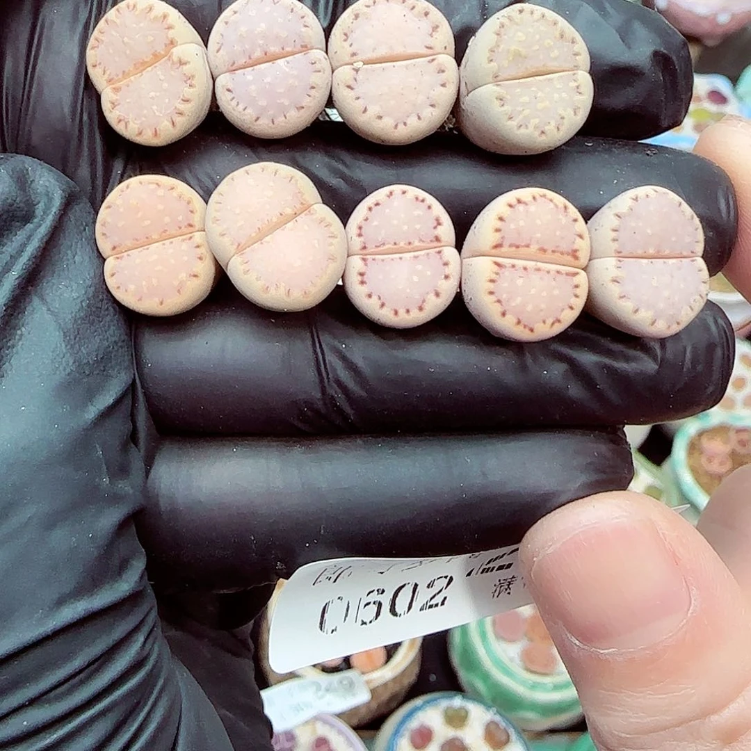 郎哥18包邮0602-250